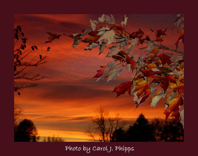 photography by carol phipps